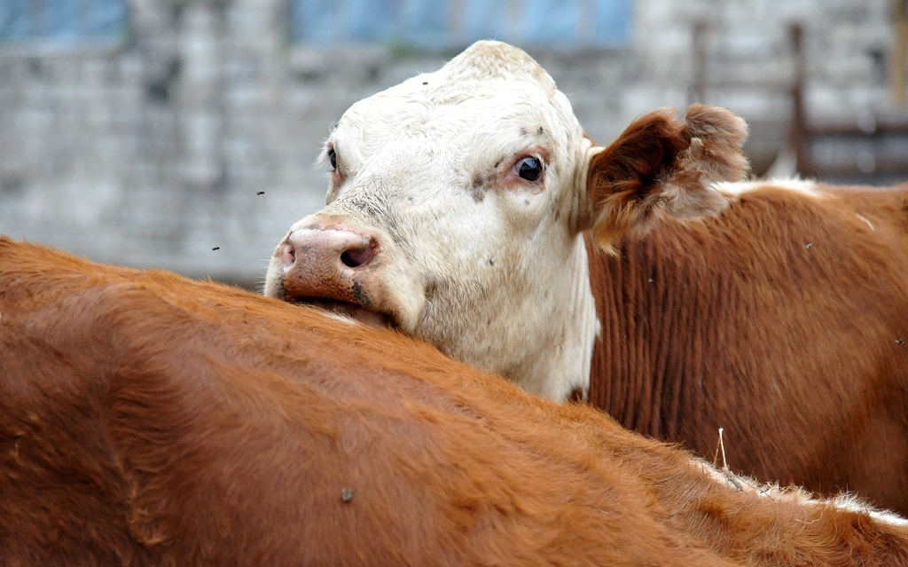 Средняя продуктивность в Приморье – 5,5 тонн молока на одну корову в год Юрий Гуршал, ИА SakhalinMediа