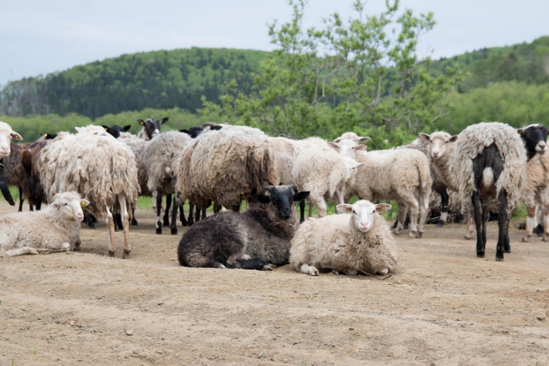 Более 600 тысяч рублей выдали из бюджета фермерше на Кубани на "призрачных" овец Денис Таушканов