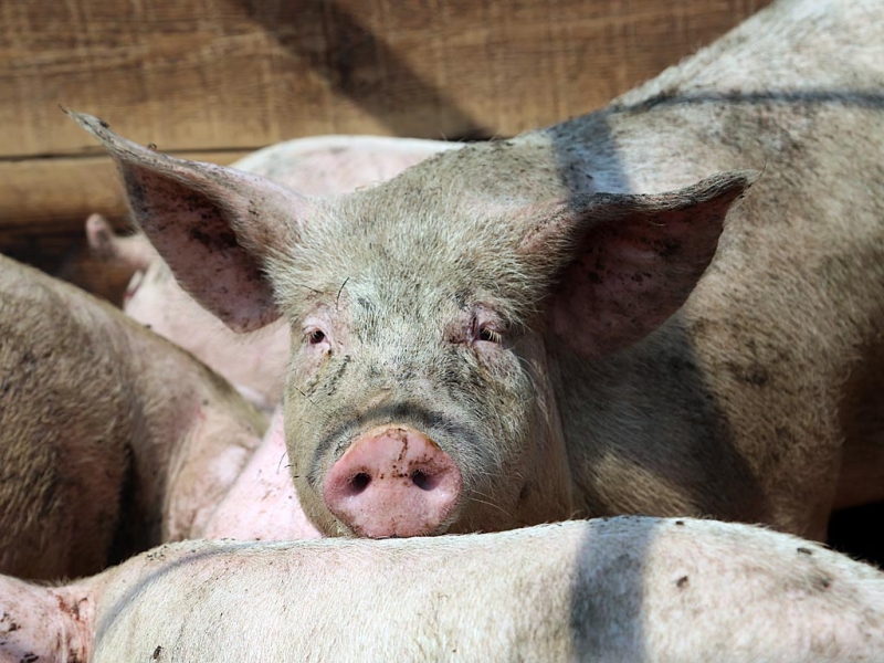 Разносчиками африканской чумы свиней на Кубани могут быть туристы – Россельзохнадзор Мария Оленникова, ИА IrkutskMedia