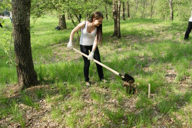 Высадка деревьев