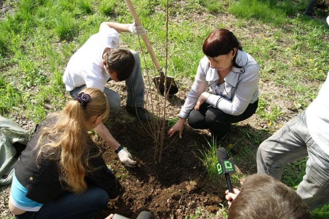 Высадка деревьев
