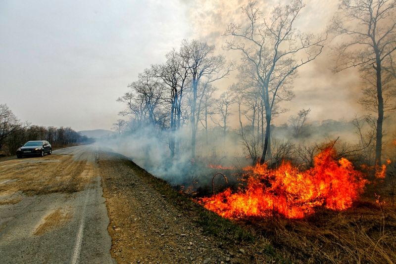 Более 1 тысячи домов окажутся в зоне опасности в случае возникновения лесных пожаров Александр Хитров, ИА PrimaMedia