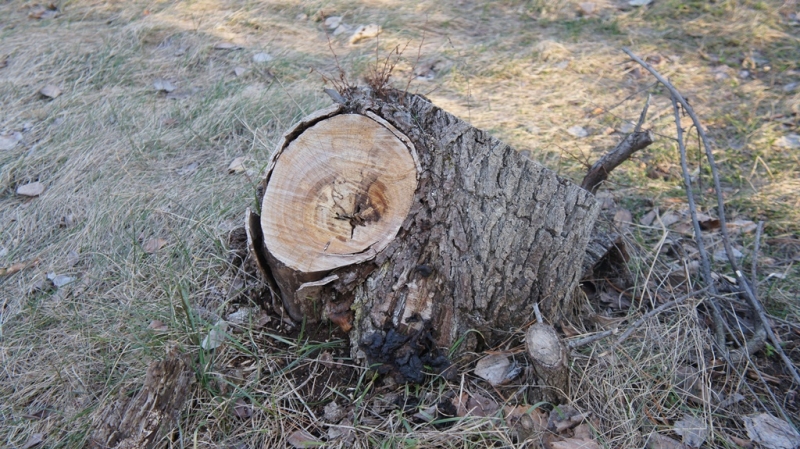 Мужчина незаконно вырубил деревья и построил себе дом в Якутии ПримаМедиа