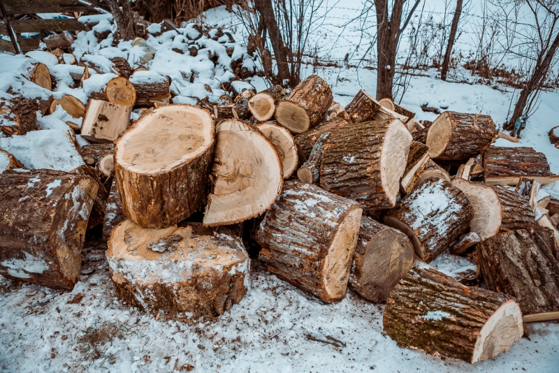 Ущерб незаконной вырубки леса составила свыше 16 млн рублей в Якутии ПримаМедиа