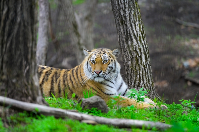 Тигр-людоед продолжает оставаться у границ Приморья, где напал на человека – эксперт ИА PrimaMedia