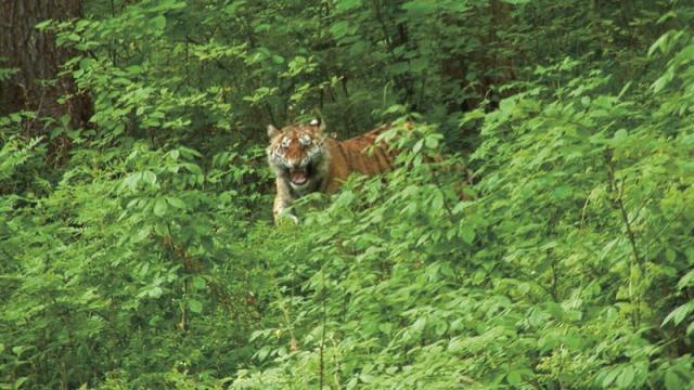 Тигрица уже поймана