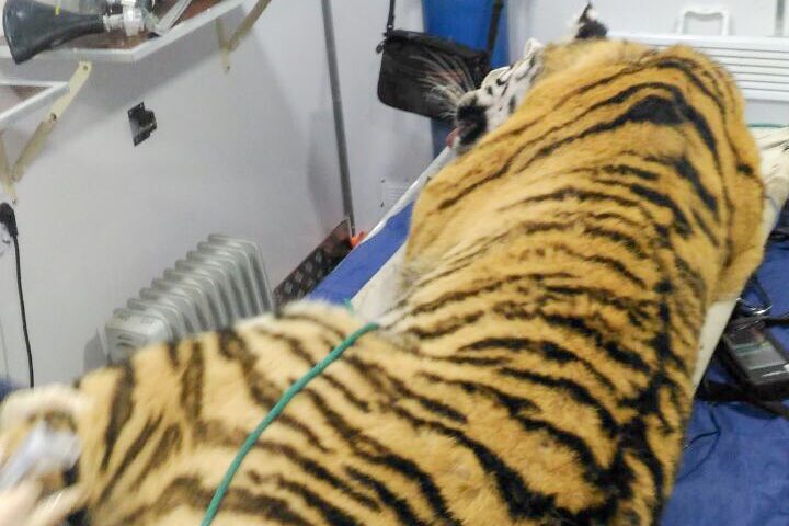 Тигрицу, таскавшую собак, отловили в Приморье предоставлено центром "Амурский тигр"