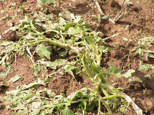 Град побил сою