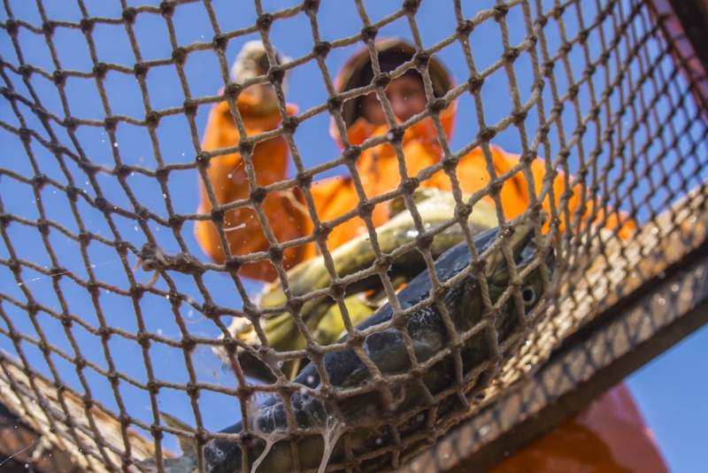 Защитить рыбный промысел от цепких лап браконьеров намерены власти Краснодарского края Антон Новгородов, ИА PrimaMedia