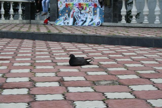 Голубь удивил завсегдатаев акции своим пристальным вниманием