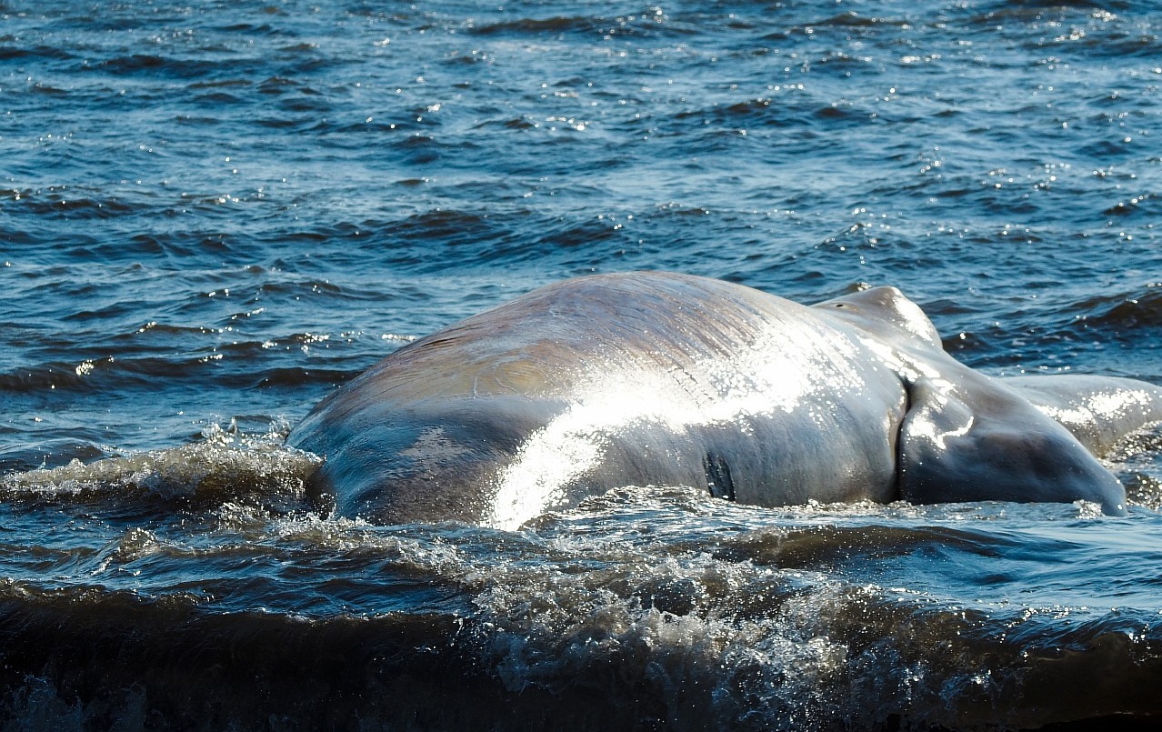 Предположительно гренландский кит предоставлено пресс-службой газеты "Углегорские новости"