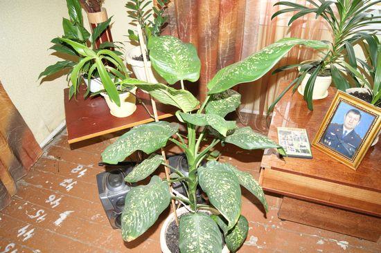 Пораженное растение