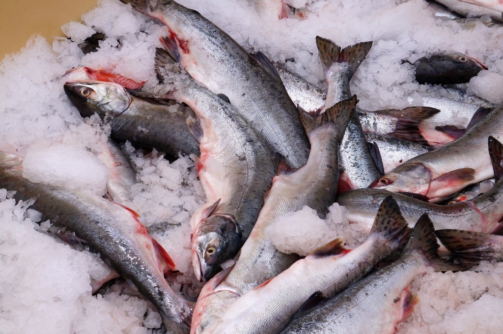 Дальний Восток близок к рекорду по вылову рыб лососевых пород Максим Мажарин, ИА SakhalinMedia