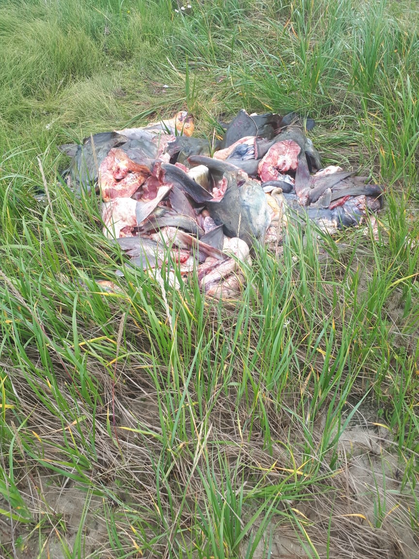 Краснокнижная рыба калуга пресс-служба УМВД по Сахалинской области