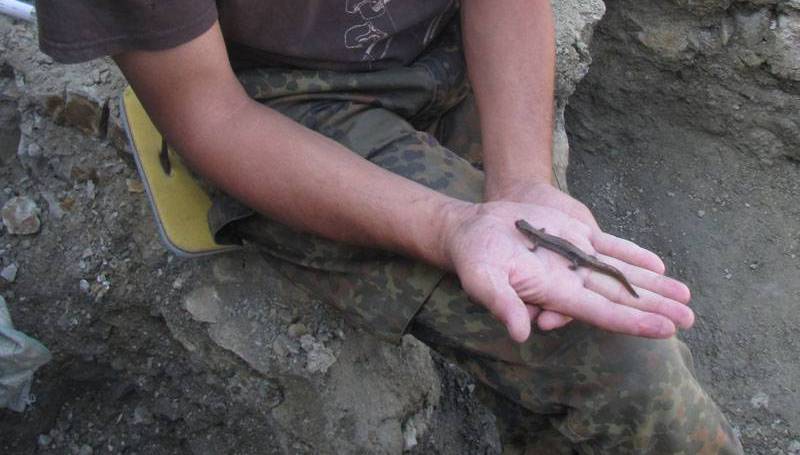 Ранее неизвестную саламандру нашли российские и немецкие палеонтологи в Якутии пресс-служба СПбГУ