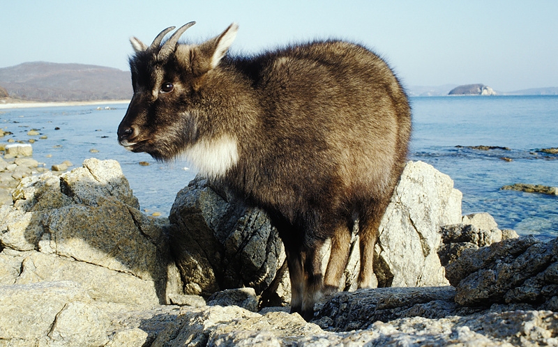 Амурский горал