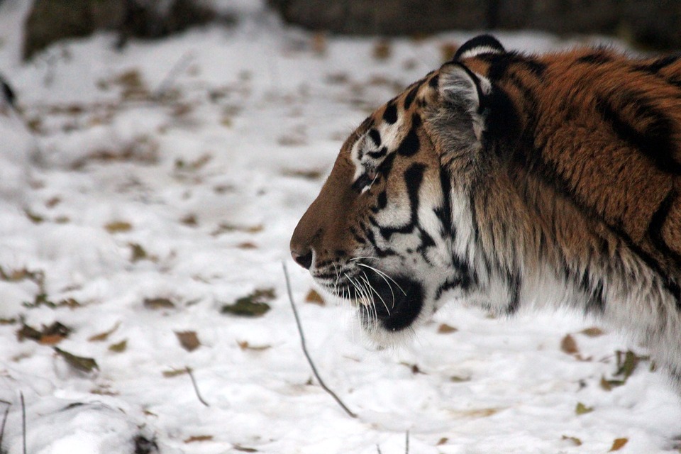 Тигр Тихон уже 13 лет живет на территории "Земли леопарда" pixabay.com