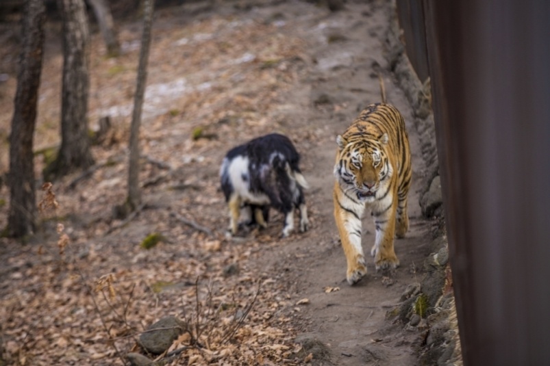 Тигр Амур в Сафари-парке ИА PrimaMedia