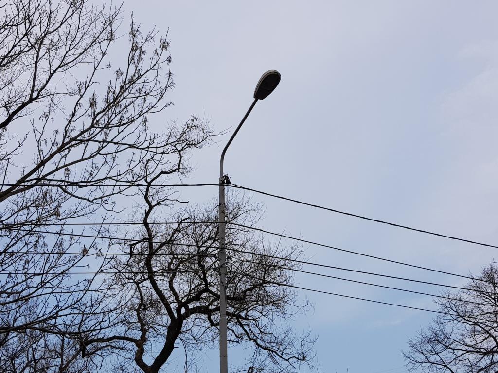 Уличный фонарь Анна Ромахина, ИА SakhalinMedia