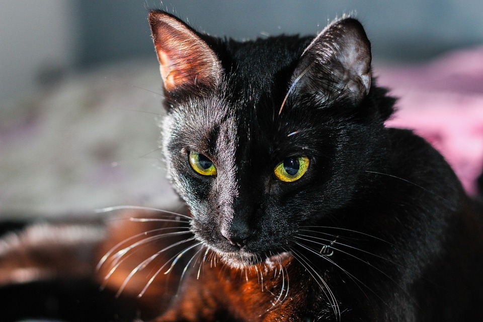 Черная кошка pixabay.com
