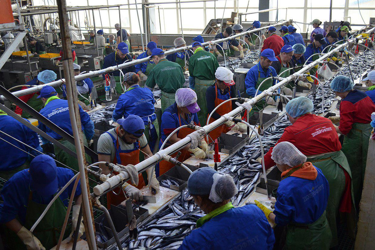 Работа рыбообработчиков на заводе компании "Доброфлот" предоставлено группой компаний "Доброфлот"