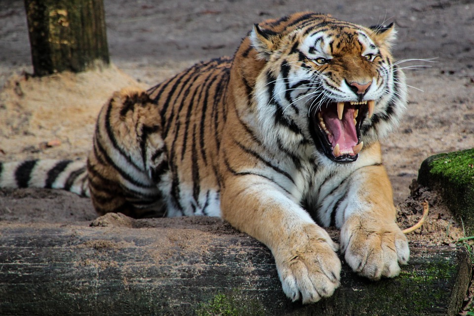 Тигр Сайт pixabay.com