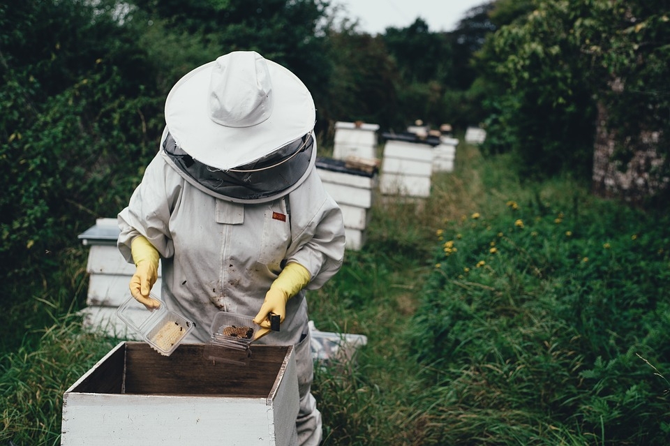 Пчеловодство Сайт pixabay.com
