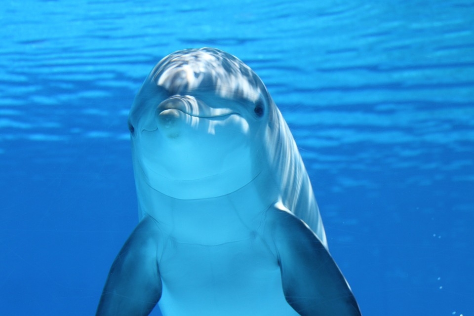 На курортах Кубани отметят Всемирный день китов и дельфинов Автор: pixabay.com