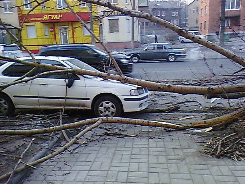 Дерево упало на автомобиль