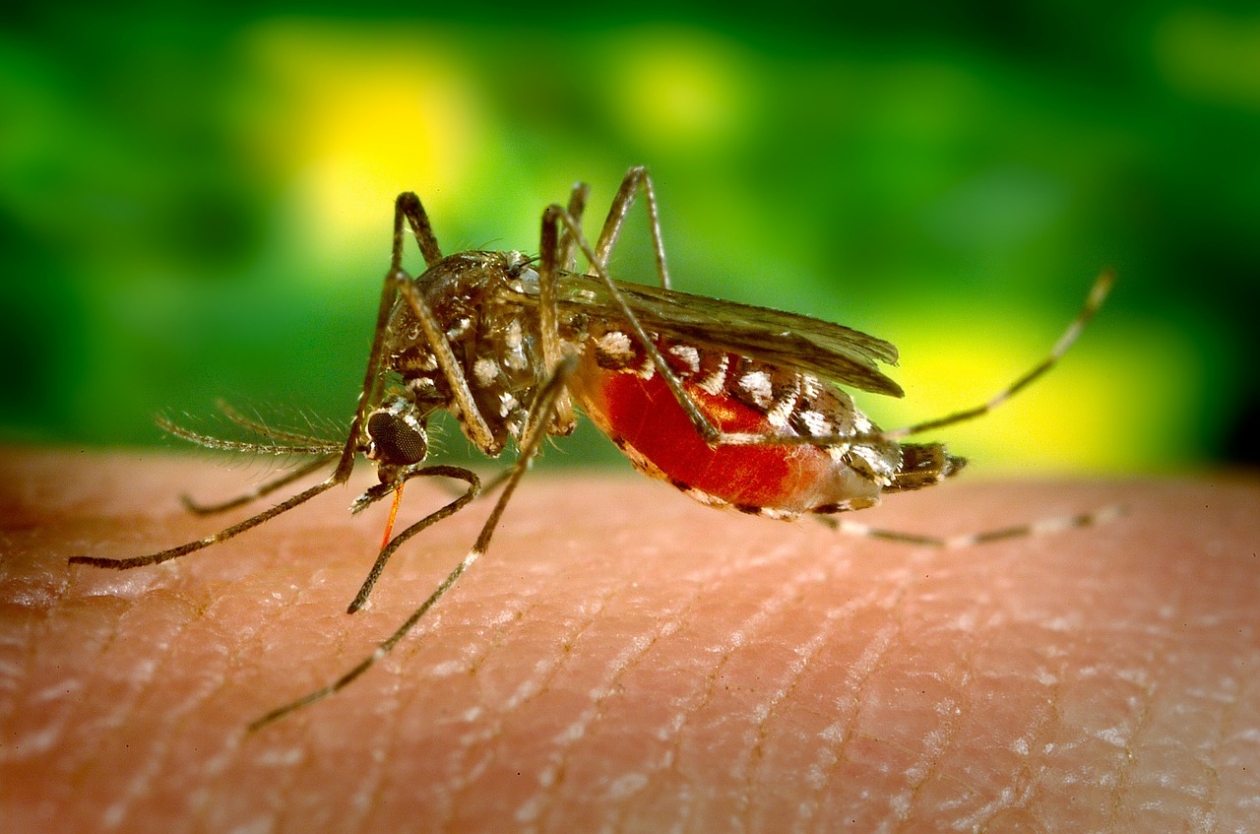 С глобальным потеплением с азиатских стран до черноморского побережья России добрались особо опасные виды комаров https://pixabay.com