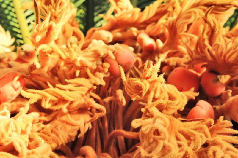 Ученые не спешат называть этот процесс цветением