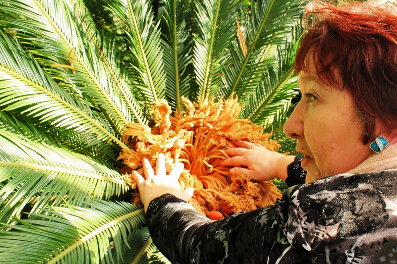 Редко увидишь цветение пальмы