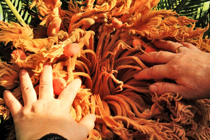 Уникальный цветок расцвел