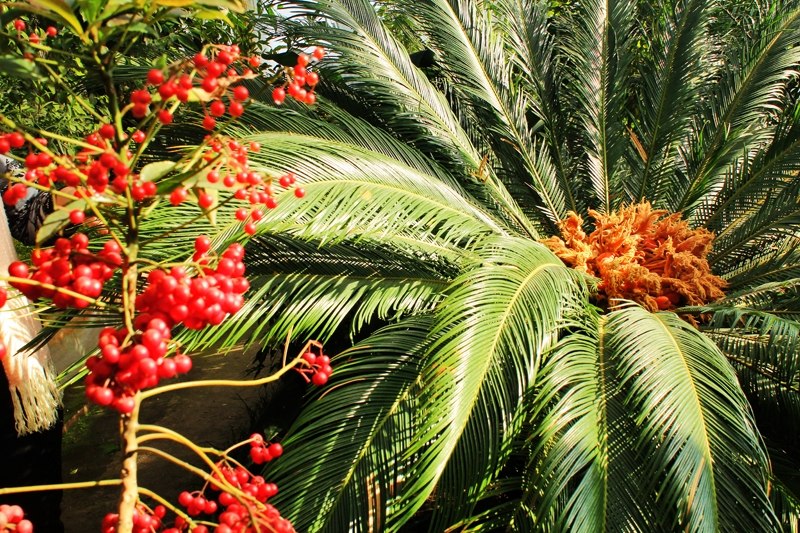 Уникальный цветок расцвел