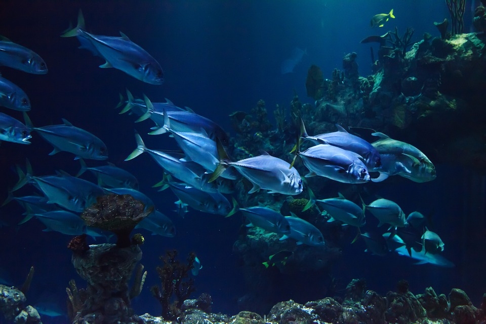 Рыба в аквариуме pixabay.com