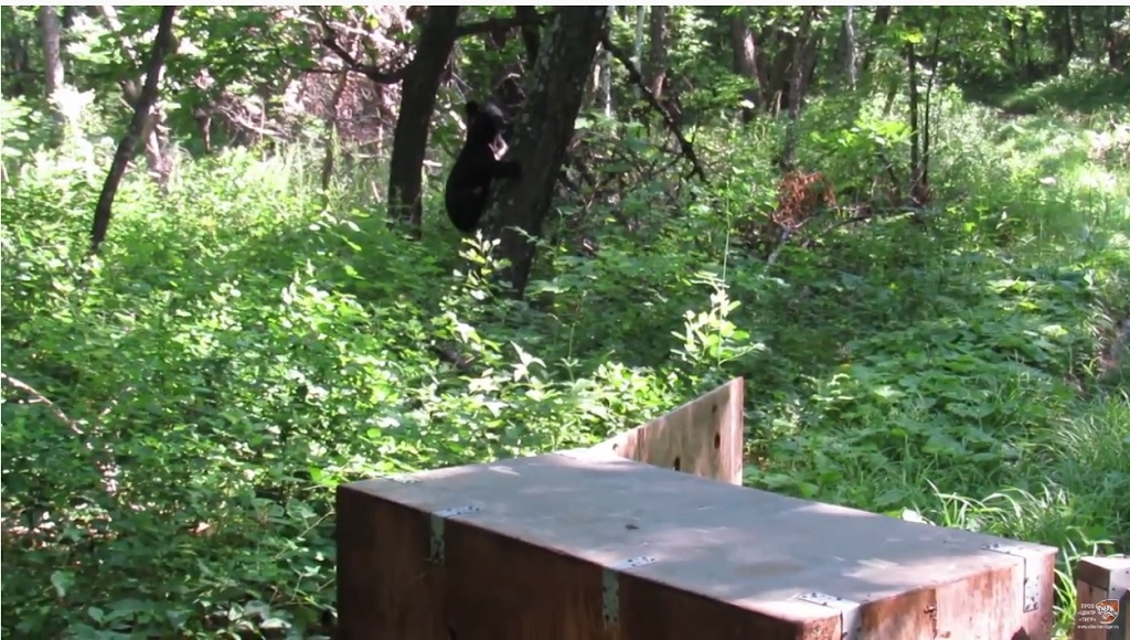 Приморские экологи выпустили в тайгу девять медвежат после реабилитации скриншот видео
