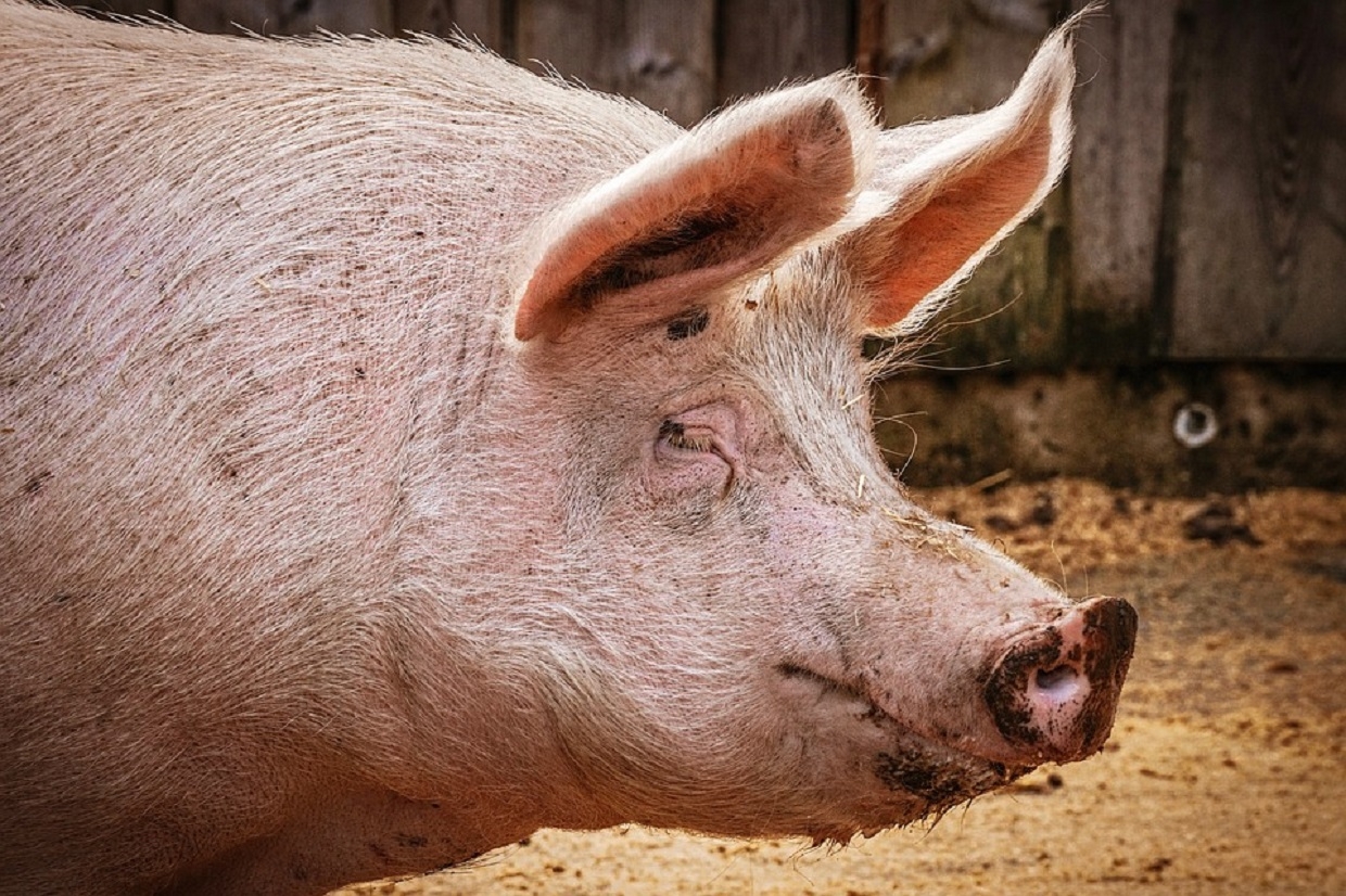 Еще один источник африканской чумы свиней выявлен в Приморском крае С сайта pixabay