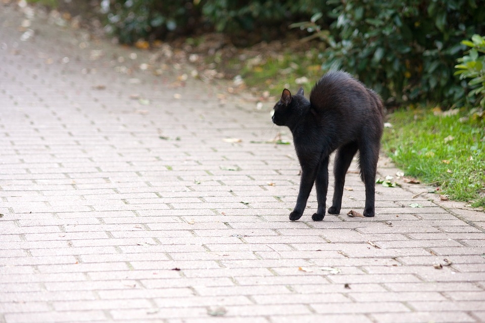 Черный кот pixabay.com