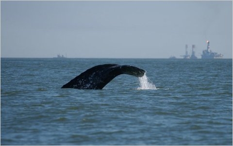WWF и Голивуд выступили против нефтегазовых проектов Сахалина http://www.ntv.ru/novosti/112493/