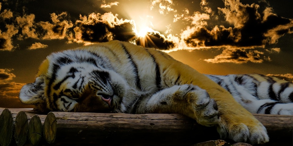 Тигр Сайт pixabay.com