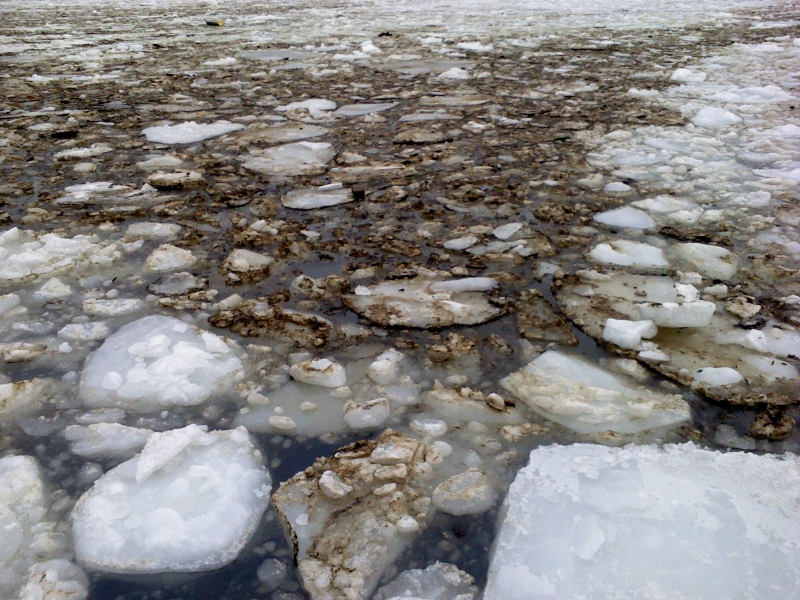 Поверхность воды окрасилась в бурый цвет