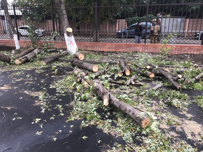 "Зачистку" территорий детсадов и школ от аварийных деревьев произведут в Краснодаре Пресс-служба администрации Краснодара