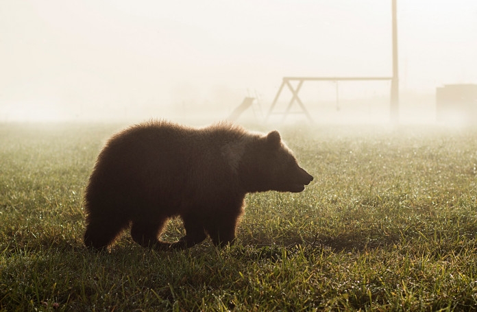 Медведь наведался на сайылык в Горном улусе ЯСИА