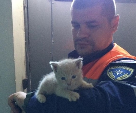 Крохотного котенка, "замурованного" в подвале, освободили спасатели в Новороссийске Со страницы alekseioderov в Instagram