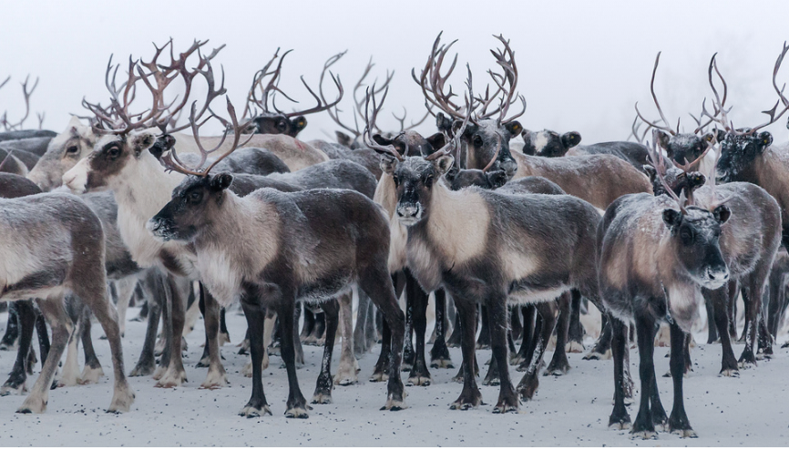 Минприроды РФ предложил запретить охоту на северного оленя в Якутии и Красноярском крае ИА ПримаМедиа