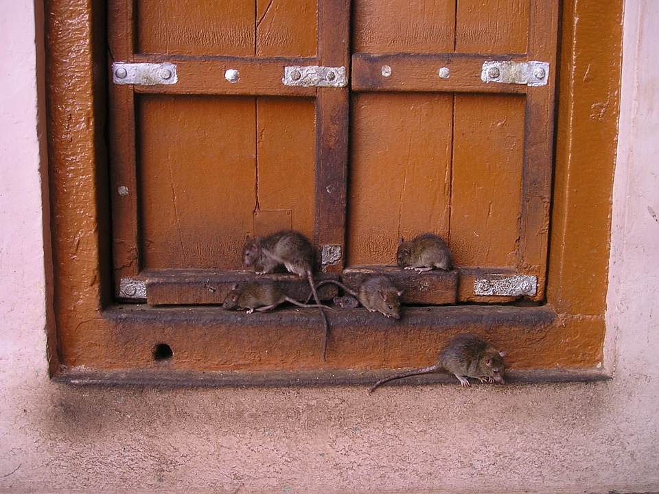 Крысота какая: почему Магадан не может избавиться от грызунов