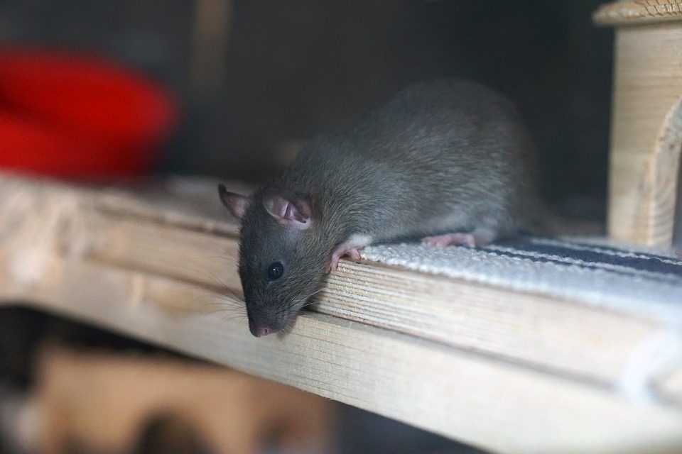 крыса https://pixabay.com/