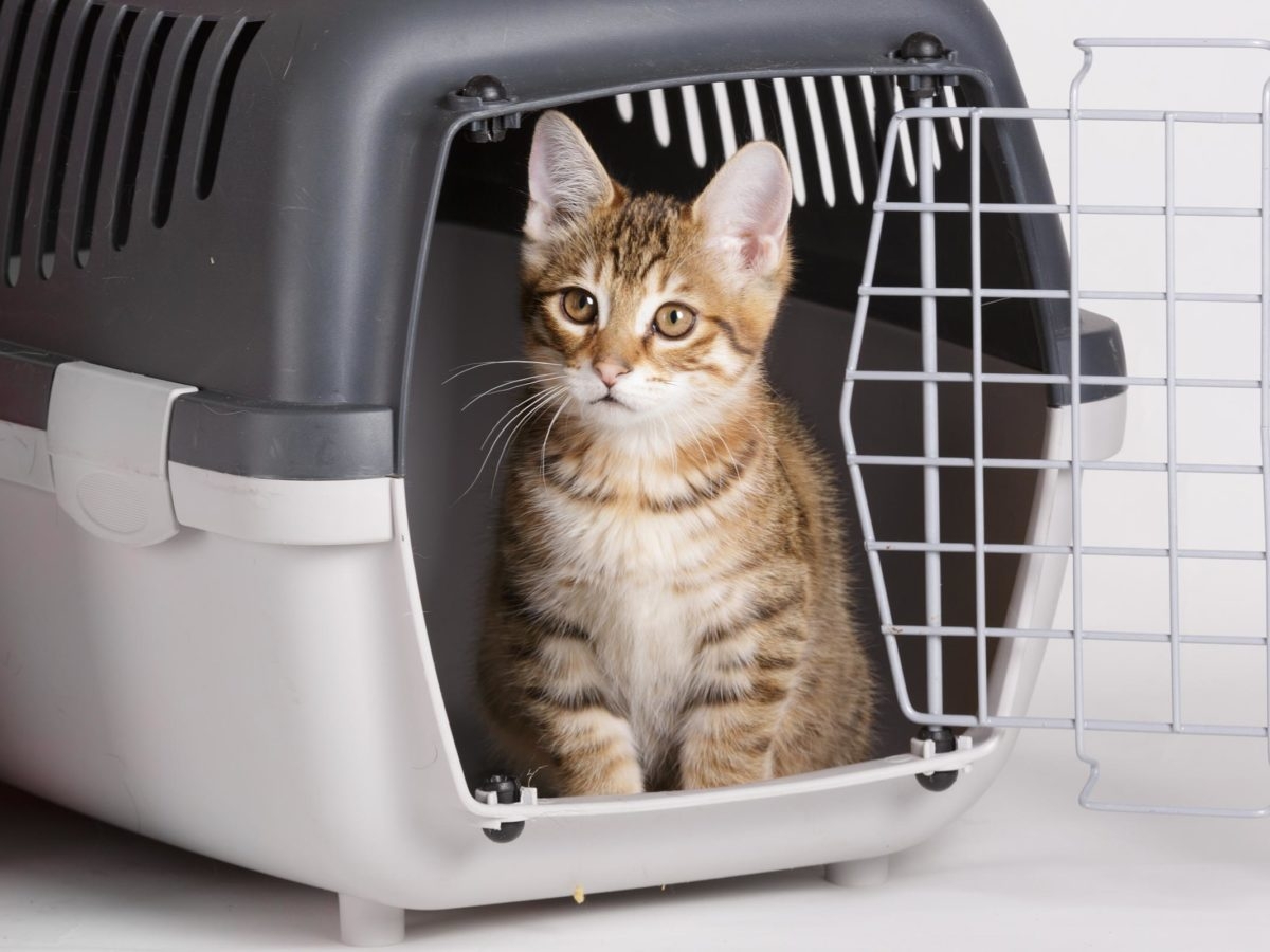 Кошка в переноске shutterstock
