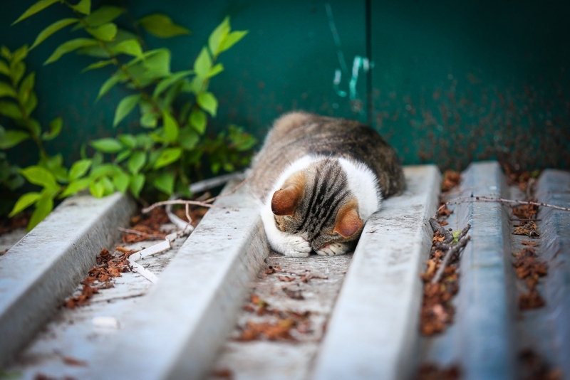 Котик, которому стыдно Антон Балашов, ИА PrimaMedia