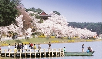 Начался период фестивалей цветов в Корее